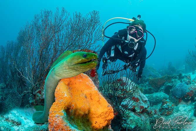 Aruba One or Two Tank Scuba Dive - Key points to know before you book