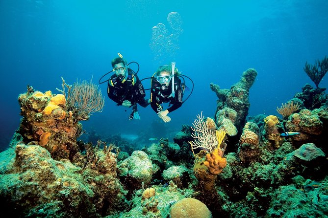 Aruba One or Two Tank Scuba Dive - What you might see below the surface