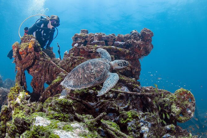 Aruba One or Two Tank Scuba Dive - Who will get the most from this trip