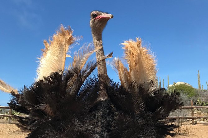 Aruba Ostrich Farm Tour with Lunch - Key points at a glance
