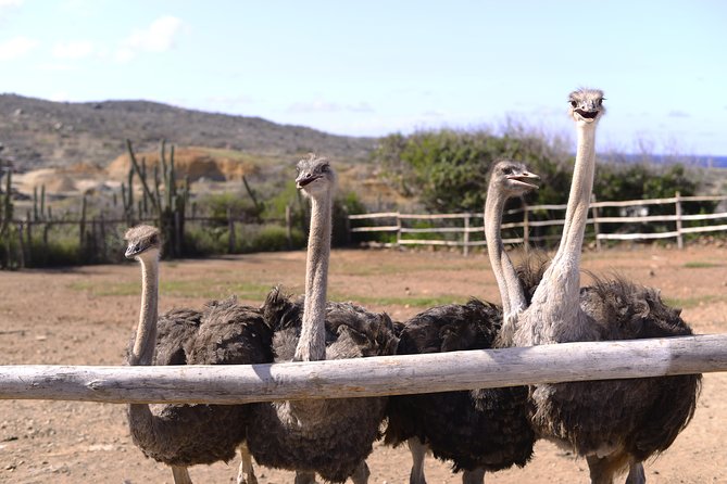 Aruba Ostrich Farm Tour with Lunch - Meeting ostriches and emus in Aruba