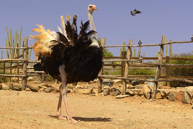 Aruba Ostrich Farm Tour with Lunch - A short drive from Oranjestad, but transport is on you