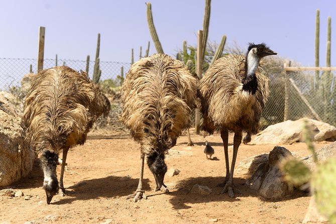 Aruba Ostrich Farm Tour with Lunch - Family appeal, group size, and pace