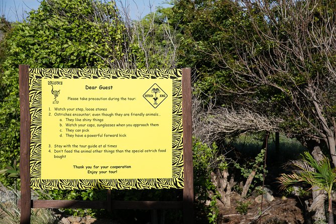 Aruba Ostrich Farm Tour with Lunch - What the farm experience does well