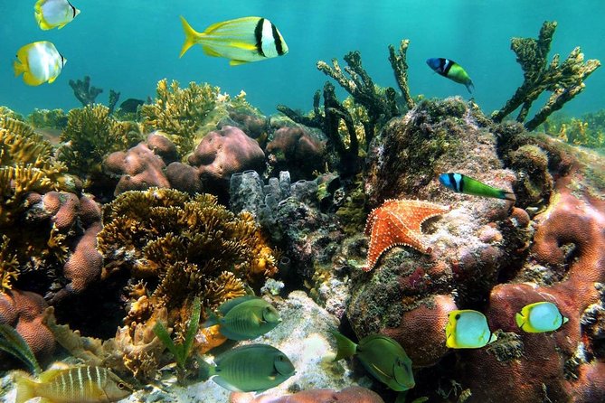 Aruba Snorkeling Tour: Mangel Halto and Baby Beach - Moving on to Baby Beach