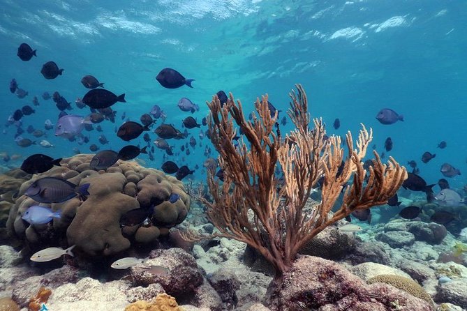 Aruba Snorkeling Tour: Mangel Halto and Baby Beach - Who should book this Aruba snorkeling tour
