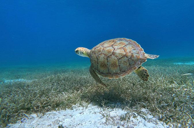 Aruba Turtle Spotting Snorkeling Adventure - Why the private format matters