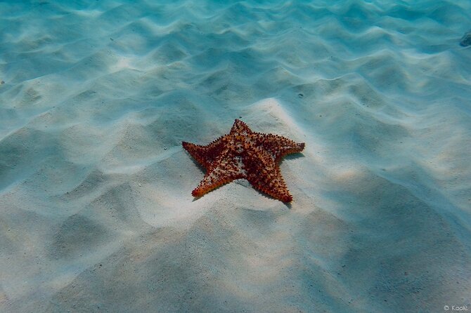 Aruba Turtle Spotting Snorkeling Adventure - A strong choice for first-time snorkelers