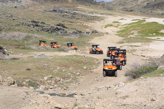 Aruba UTV Tour with Natural Cave Pool and Cliff Jumping - Philip’s Animal Garden gives the morning a gentle start