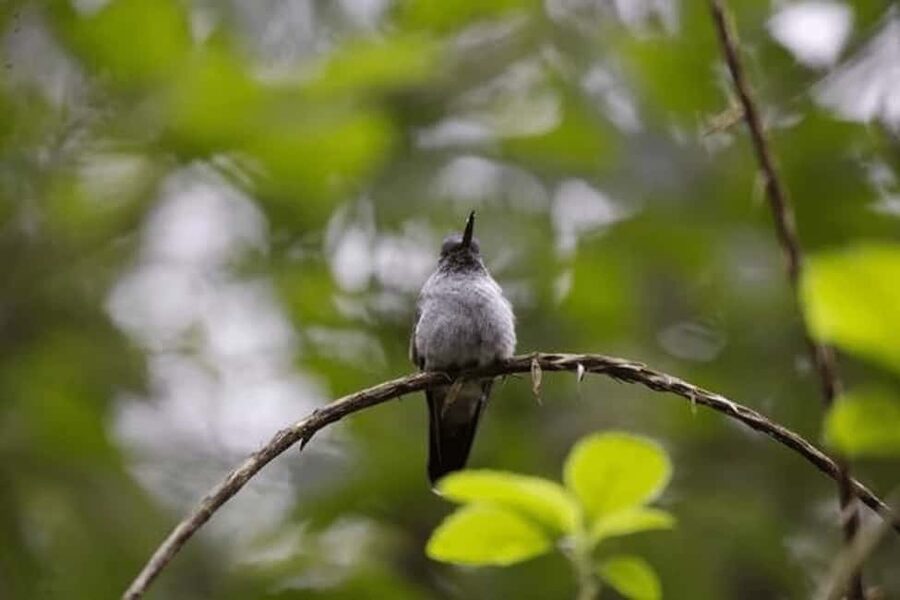 Babonneau/Castries: Rainforest Zip Line, Tram, and Hike Tour - Key points at a glance