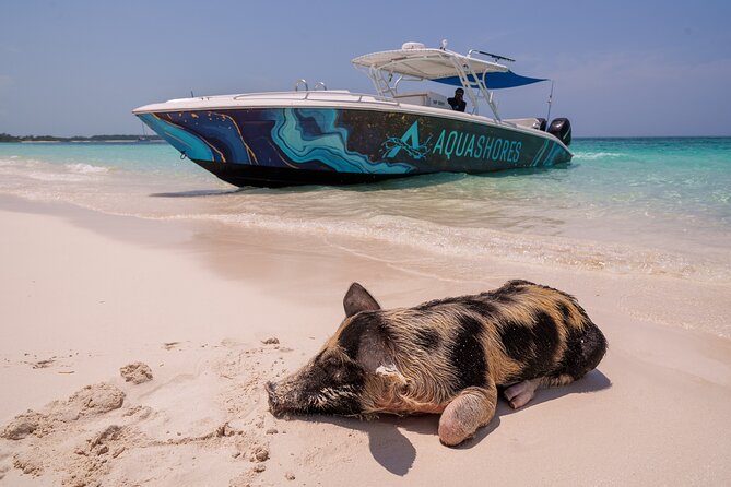 Bahamas Adventure: Pigs, Reef, Turtles, and Beach with Lunch - Key points at a glance