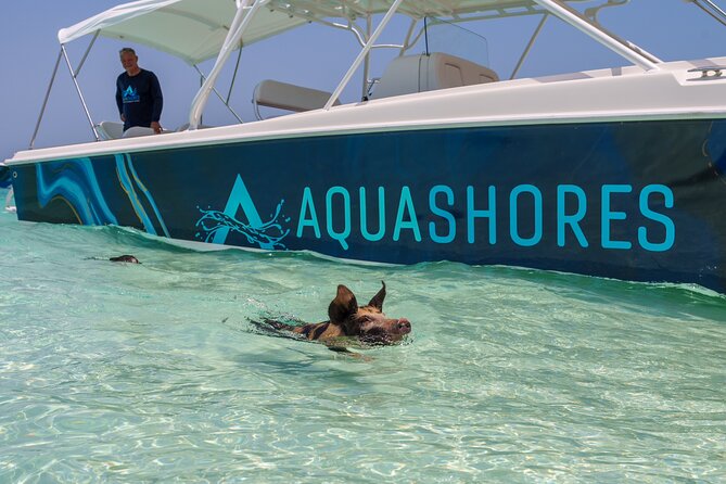 Bahamas Adventure: Pigs, Reef, Turtles, and Beach with Lunch - Green Cay and the sea turtles
