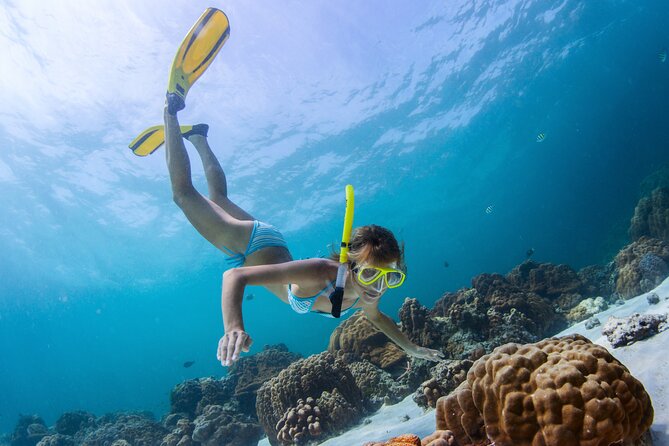 Bahamas Adventure: Pigs, Reef, Turtles, and Beach with Lunch - What the $299 price really covers