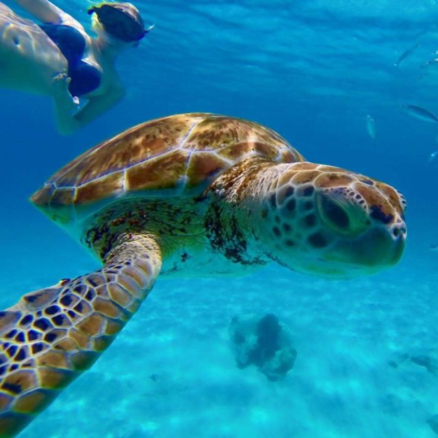 Barbados: Catamaran Tour with Snorkeling and Lunch - Who will enjoy this Barbados catamaran tour?