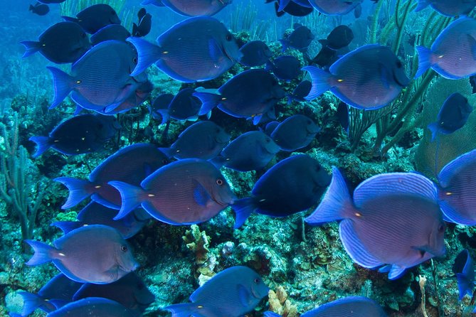 Barbados Catamaran Turtle and Shipwreck Snorkeling Cruise - Boat comfort, music, and small rules