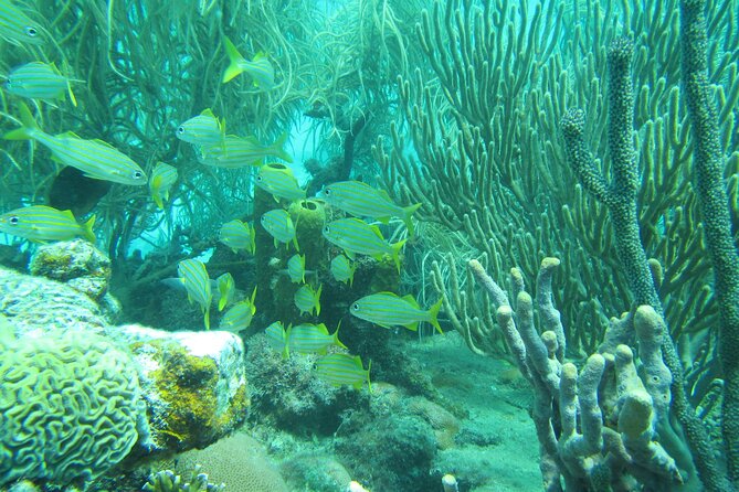 Barbados Catamaran Turtle and Shipwreck Snorkeling Cruise - Pickup, timing, and cancellation details