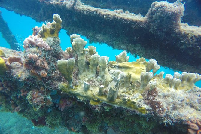 Barbados Harrison's Cave Tram Tour and Boat Cruise Snorkel Adventure - Timing, transport, and the details that matter