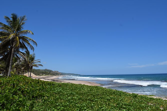 Barbados Island Highlights Half-Day Tour - What makes this Barbados tour worth considering