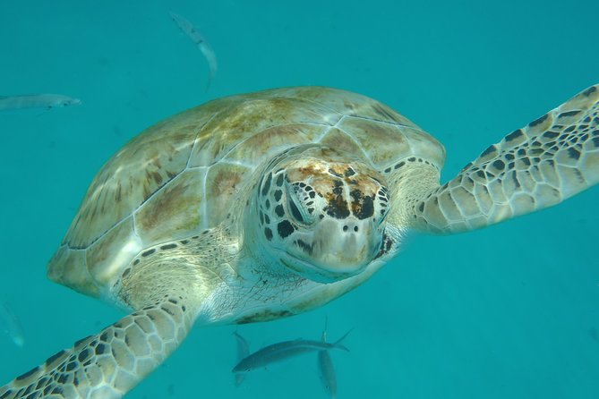 Barbados Island Tour, Monkey feeding & Swimming with the Turtles - A full day from green monkeys to sea turtles