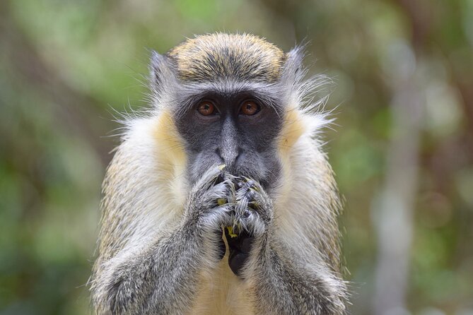 Barbados Island Tour, Monkey feeding & Swimming with the Turtles - Bathsheba and the rugged east coast