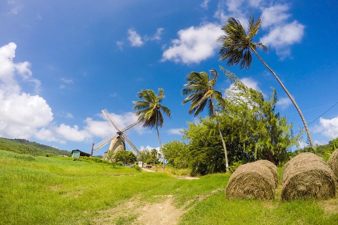 Barbados Island Tour, Monkey feeding & Swimming with the Turtles - Is $147 a fair price?