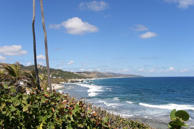 Barbados Island Tour, Monkey feeding & Swimming with the Turtles - Who should book this Barbados tour?