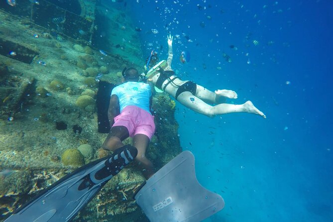 Barbados Island Tour, Monkey feeding & Swimming with the Turtles - Barbados Wildlife Reserve and the morning monkey visit
