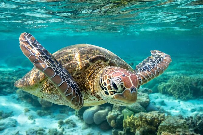 Barbados Shore Excursion: Carlisle Bay Turtle & Shipwreck - What this Carlisle Bay trip is really like