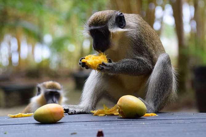 Barbados Small-Group Garden & Wildlife Half-Day Tour - Lunch and the drive between stops