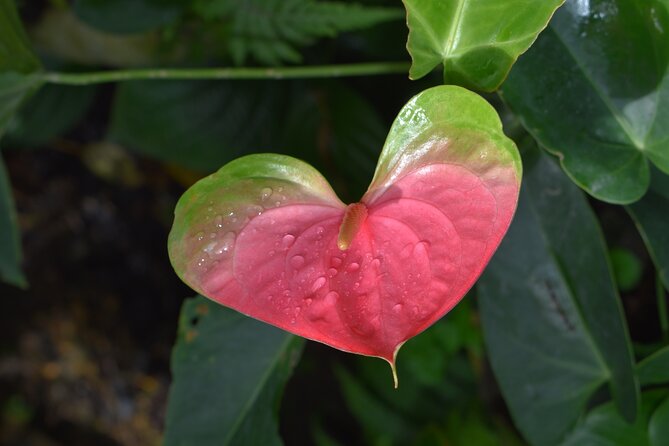 Barbados Small-Group Garden & Wildlife Half-Day Tour - Guides, group size, and the feel of the day