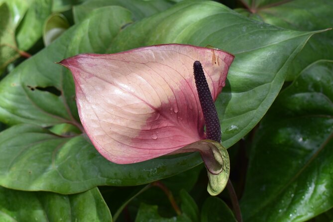 Barbados Small-Group Garden & Wildlife Half-Day Tour - Who will get the most from this tour?