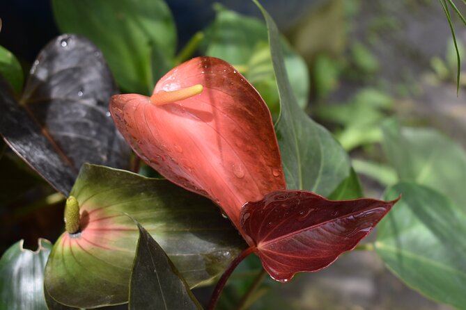 Barbados Small-Group Garden & Wildlife Half-Day Tour - Is the Barbados garden and wildlife tour worth booking?
