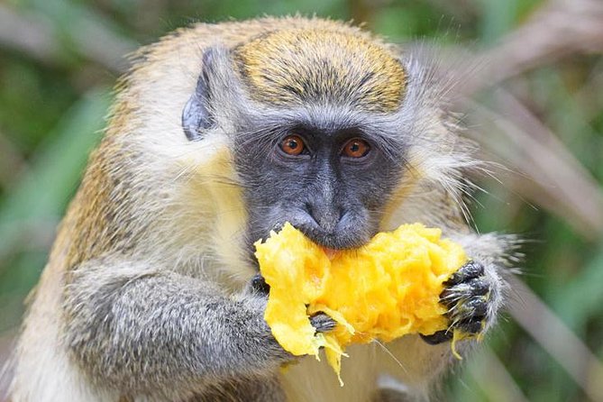 Barbados Small-Group Monkey Feeding Experience - How the four-hour schedule works