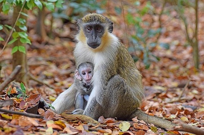 Barbados Small-Group Monkey Feeding Experience - Is $75 a fair price?