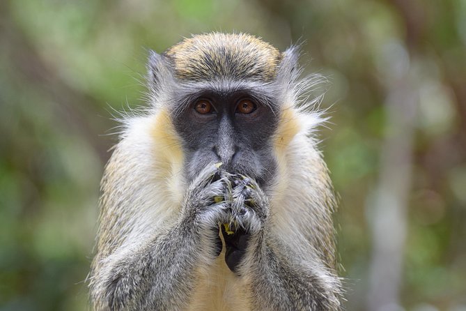 Barbados Small-Group Monkey Feeding Experience - Who will enjoy this most