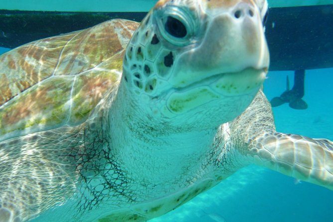 Barbados Sunset and Snorkeling Catamaran Cruise - Carlisle Bay and the turtle stop