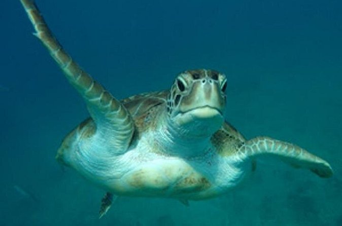 Barbados Sunset and Snorkeling Catamaran Cruise - Shipwrecks and the second water stop