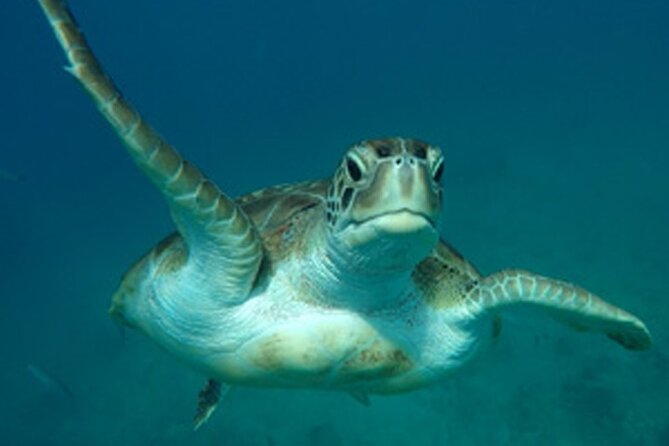 Barbados Sunset and Snorkeling Catamaran Cruise - The crew makes the difference
