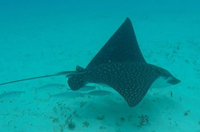 Barbados Sunset and Snorkeling Catamaran Cruise - Who will enjoy this cruise most