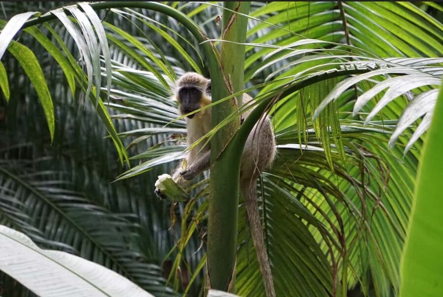 Barbados: Tour of Harrison's Cave & Hunte's Gardens - Walking through Hunte’s tropical garden