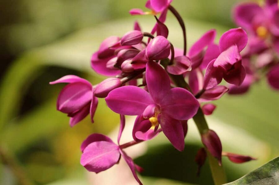 Barbados: Tour of Harrison's Cave & Hunte's Gardens - The guide can make the drive part of Barbados