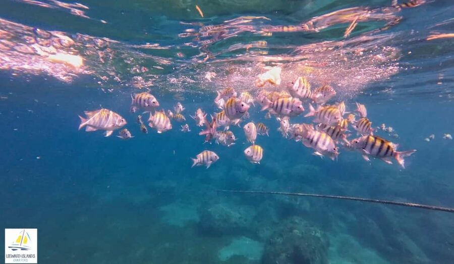 Basseterre: St Kitts 4-hour Catamaran Snorkel Cruise & Lunch - Lunch, drinks, and the hour after snorkeling