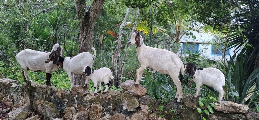 Bayahibe: National Park Jungle Walk & Snorkeling in Cenotes - Booking details that matter