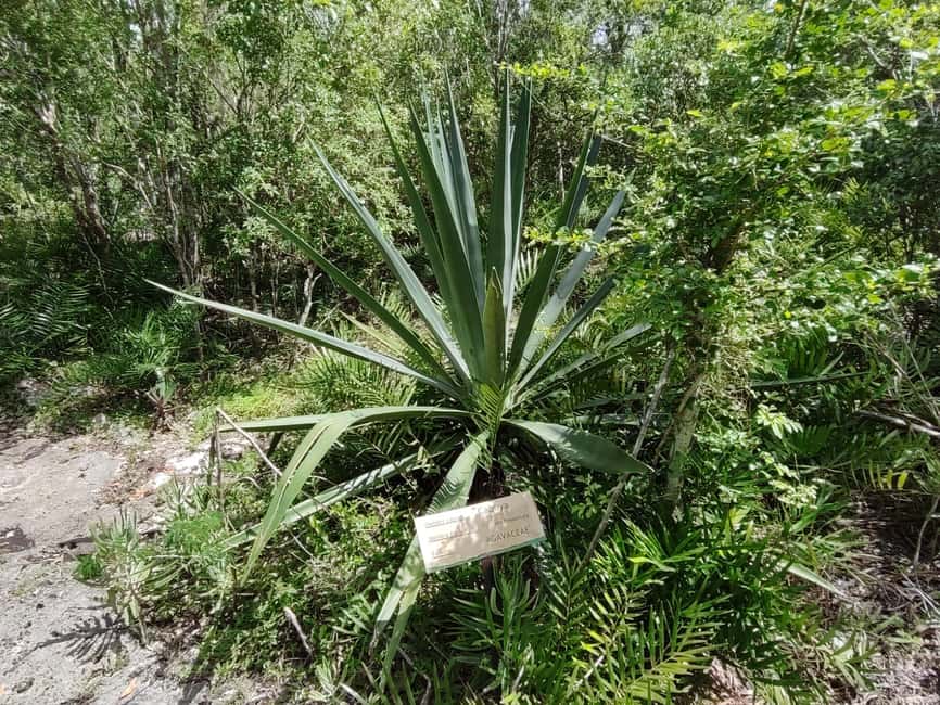 Bayahibe: National Park Jungle Walk & Snorkeling in Cenotes - What the guides add