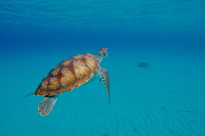 Beach Hopping Curacao; UTV/Buggy All Inclusive Semi Private Tour - Lunch in Bandabou adds local flavor