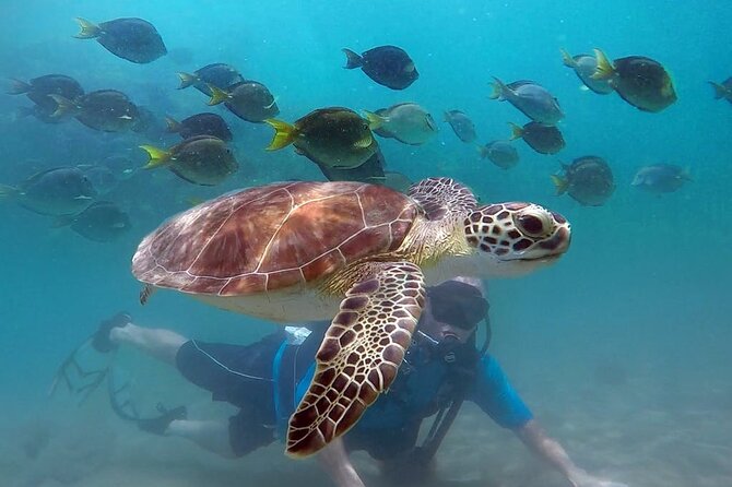 Beginner Scuba Diving with Turtles and Videos, San Juan - A first underwater lesson at Escambrón Beach