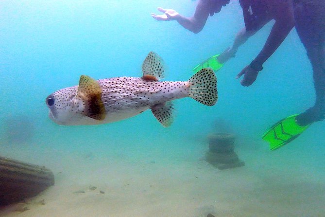 Beginner Scuba Diving with Turtles and Videos, San Juan - Walking into the Caribbean instead of boarding a boat