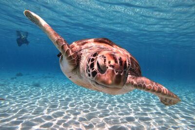 Best Highlight Island Tour – Perfect Day Tour. Small group Tour