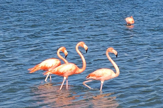 Best Highlight Island Tour - Perfect Day Tour. Small group Tour - Grote Knip, one of Curaçao’s finest beaches
