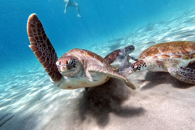 Best Highlight Island Tour - Perfect Day Tour. Small group Tour - Cruise passengers need to get the meeting point right